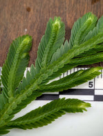 Selaginella bombycina [cutting]