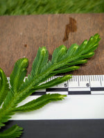 Selaginella bombycina [cutting]