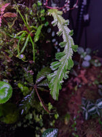 Selaginella bombycina [cutting]