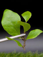 Microsorum sp. timika [cutting]