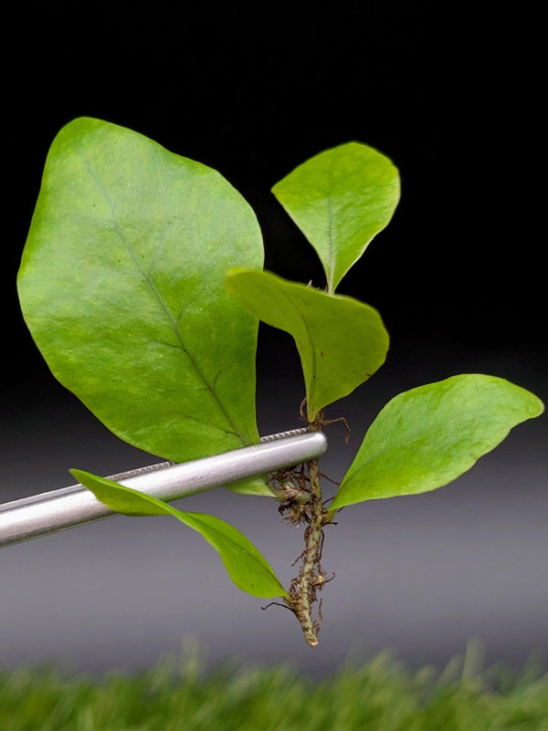 Microsorum sp. timika [cutting]
