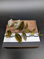 Marcgravia sp dark serrated [10-leaf cutting]