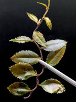 Marcgravia sp dark serrated [10-leaf cutting]