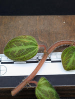 Peperomia sp. tingo maria [cutting]