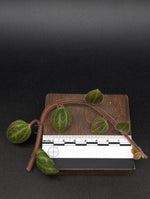 Peperomia sp. tingo maria [cutting]