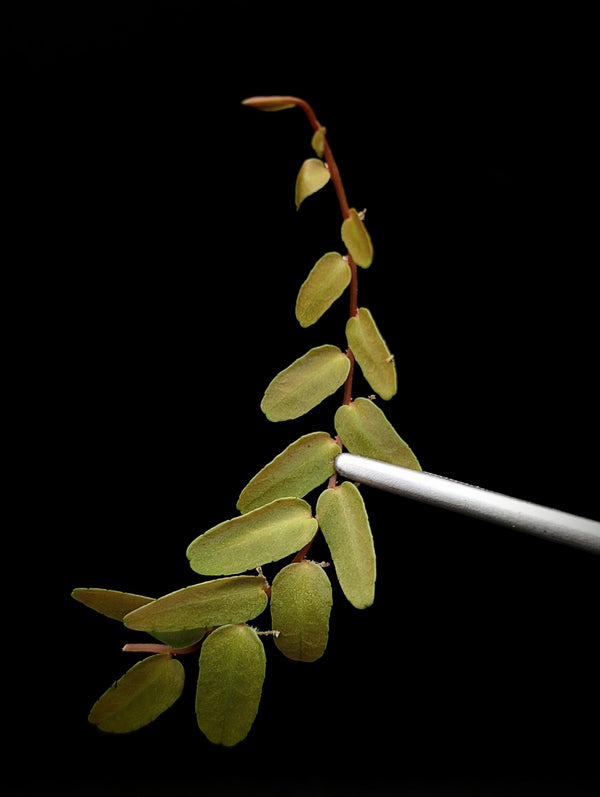 Marcgravia sp santiago [10-leaf cutting]