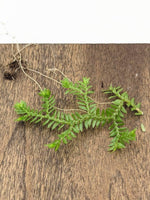 Selaginella kraussiana wild type [cutting]