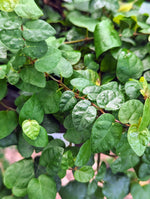 Ficus pumila [cutting]
