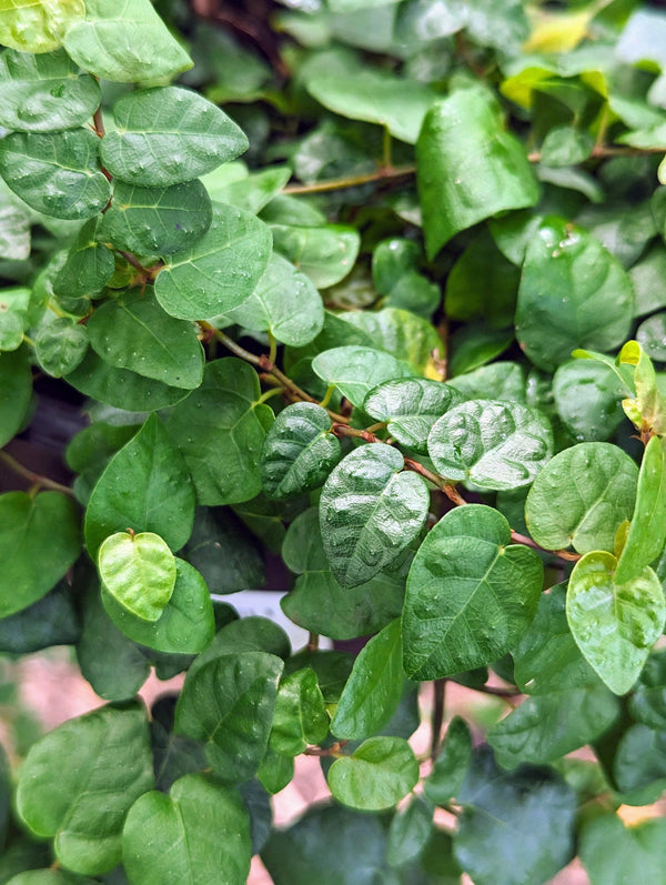 Ficus pumila [cutting]