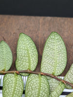 Ficus sp. North Sumatra [cutting]
