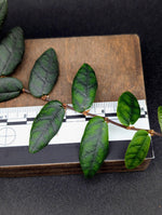 Ficus sp. North Sumatra [cutting]