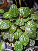 Peperomia Zamora [cutting]