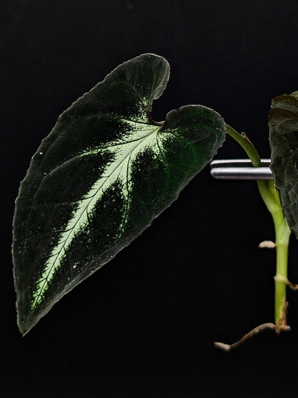 Syngonium rayii [cutting]