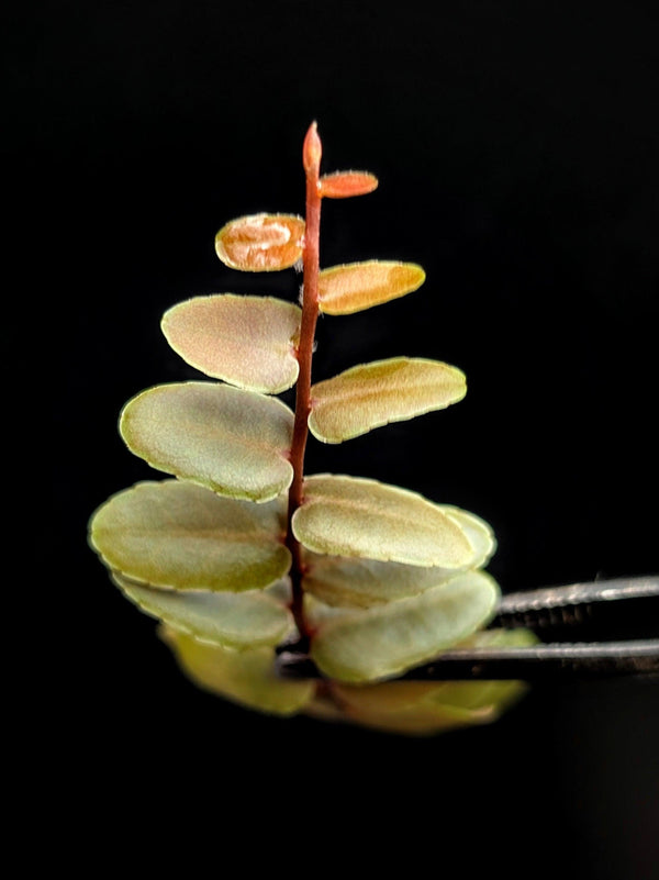 Marcgravia sp. Chazuta Peru [10-leaf cutting]
