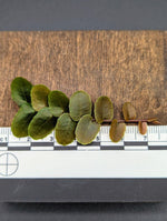 Marcgravia sp. Chazuta Peru [10-leaf cutting]