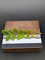 Marcgravia sp. small leaf [10-leaf cutting]