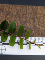 Marcgravia sp. small leaf [10-leaf cutting]