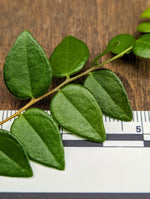 Sphyrospermum buxifolium [cutting]