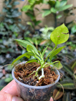 Anthurium vittarifolium seedling [non-exact]