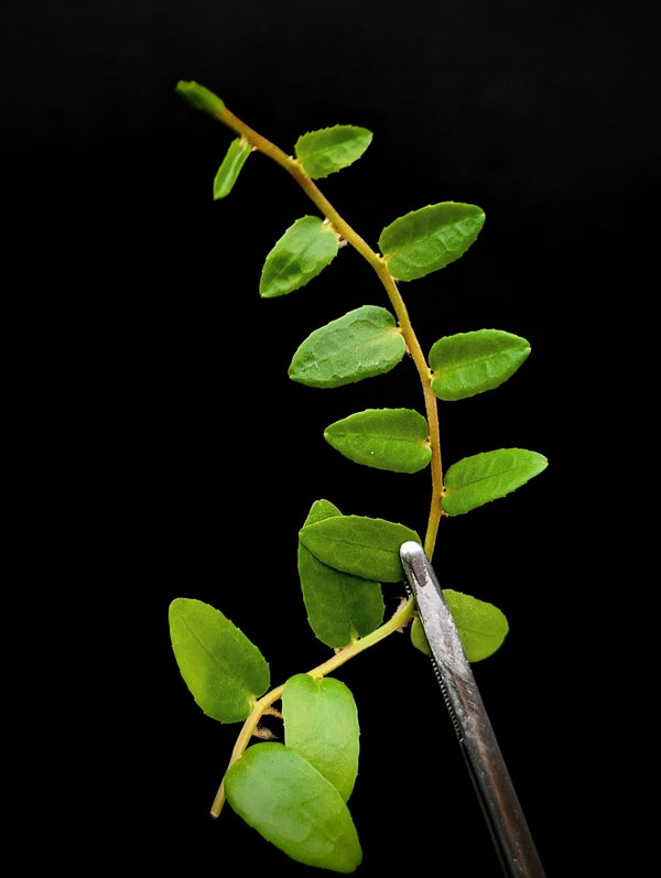 Marcgravia nepenthioides [10-leaf cutting]