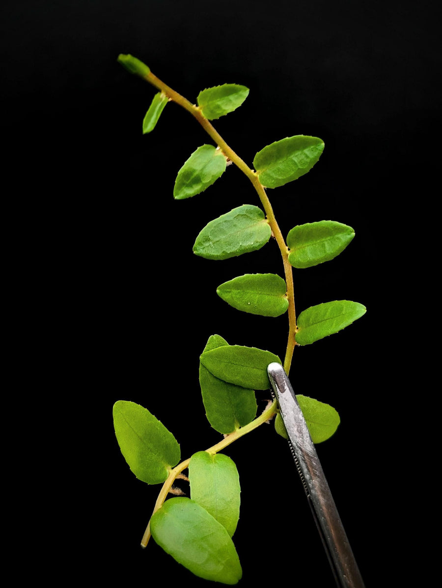 Marcgravia nepenthioides [10-leaf cutting]