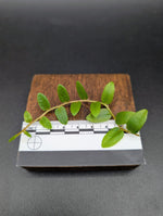 Marcgravia nepenthioides [10-leaf cutting]