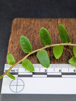 Marcgravia nepenthioides [10-leaf cutting]