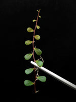 Marcgravia sp. mini mundo [10-leaf cutting]