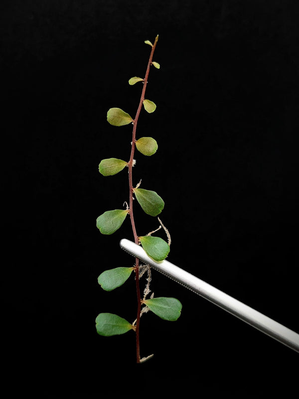 Marcgravia sp. mini mundo [10-leaf cutting]