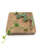 Rhaphidophora pachyphylla [cutting]