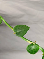 Rhaphidophora pachyphylla [cutting]