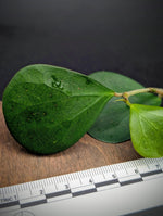 Ficus deltoidea (SYN: diversifolia) mistletoe fig [cutting]