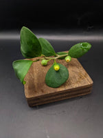 Ficus deltoidea (SYN: diversifolia) mistletoe fig [cutting]