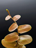 Marcgravia sp. Bronze [12-leaf cutting]