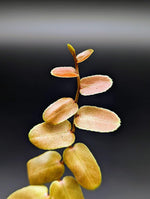 Marcgravia sp. Bronze [12-leaf cutting]
