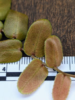 Marcgravia sp. Bronze [12-leaf cutting]