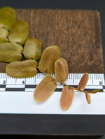 Marcgravia sp. Bronze [12-leaf cutting]
