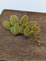 Marcgravia sp. copper [10 leaf cutting]