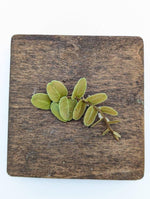 Marcgravia sp. copper [10 leaf cutting]