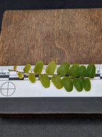 Marcgravia sp. serpentine [12-leaf cutting]