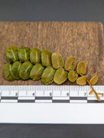 Marcgravia sp. serpentine [12-leaf cutting]