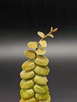 Marcgravia sp. serpentine [12-leaf cutting]