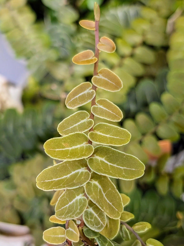 Marcgravia sp Peru [10-leaf cutting]