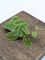Marcgravia sp Peru [10-leaf cutting]
