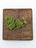 Marcgravia sp Peru [10-leaf cutting]
