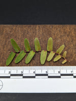 Marcgravia sp. Mendez arrowhead [10-leaf cutting]