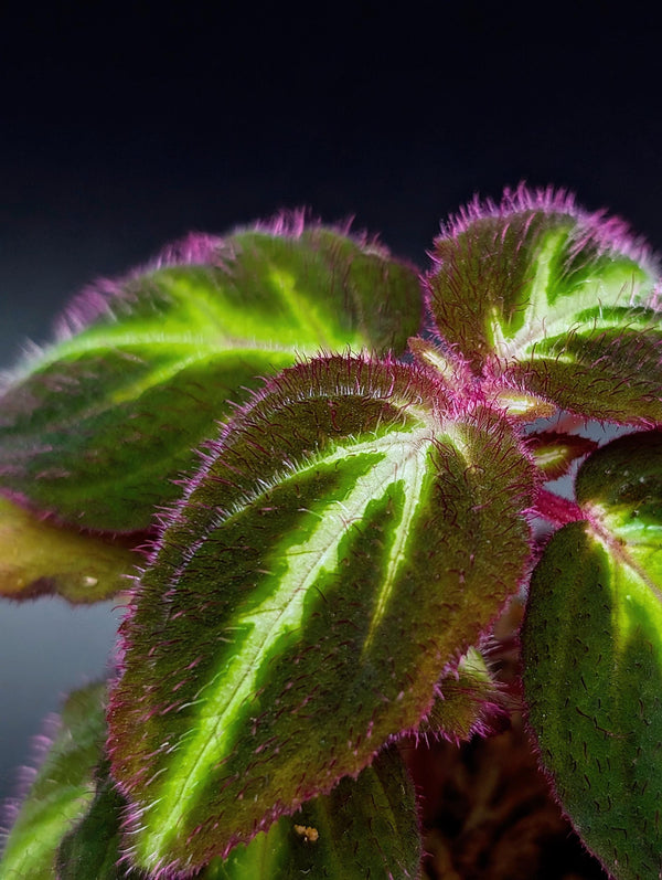 Sonerila sp. Fluo [non-exact plant]