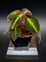 Sonerila sp. Fluo [non-exact plant]