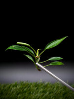 Philodendron cv. super-mini [cutting]