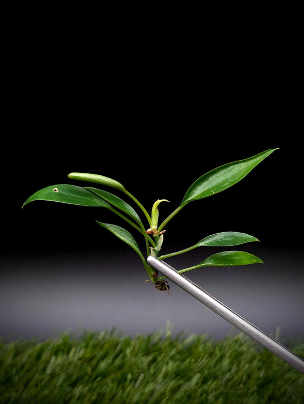 Philodendron cv. super-mini [cutting]